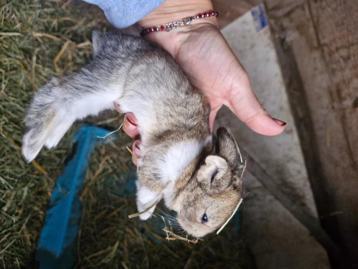 Vlaamse reus x dwergkonijn babykonijnen, Dieren en Toebehoren, Konijnen, Groot, Meerdere dieren, 0 tot 2 jaar