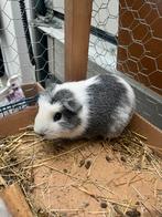 2 lieve cavia’s zoeken een nieuw huisje., Dieren en Toebehoren, Knaagdieren, Cavia, Mannelijk, Tam, September