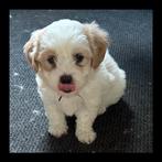 Bichon Havanees, Dieren en Toebehoren, Honden | Chihuahua's en Gezelschapshonden, Overige rassen, CDV (hondenziekte), 8 tot 15 weken