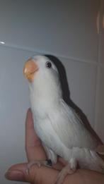 ♀️Agapornis roseicollis handtamme baby. ️Albino♀️, Dieren en Toebehoren, Vrouwelijk, Dwergpapegaai of Agapornis, Geringd