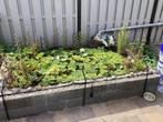 Waterlelies, Tuin en Terras, Vijvers, Ophalen of Verzenden
