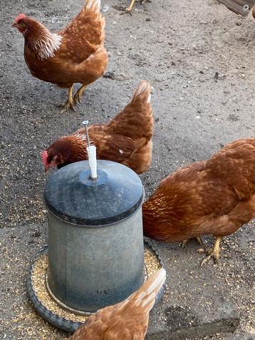 Legkippen, 22 weken oud, net aan de leg  beschikbaar voor biedingen
