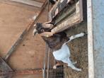 Dekbok  Dekbok boergeit kruisingen nubisch, Dieren en Toebehoren, Schapen, Geiten en Varkens, Mannelijk, Schaap