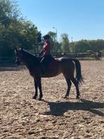 Bijrijder aangeboden/ verzorgpony gezocht, Verzenden