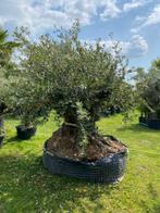 Eeuwen oude olijfboom te koop /Olea europae, Tuin en Terras, Planten | Bomen, 100 tot 250 cm, Olijfboom, Zomer, Ophalen