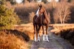 Super lief allround groot familiepaard aangeboden, Dieren en Toebehoren, Paarden, Merrie, L, Ontwormd, 170 tot 175 cm