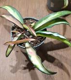 Hoya Wayetti variegata, Huis en Inrichting, Ophalen of Verzenden, Halfschaduw, Minder dan 100 cm