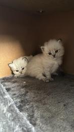 Britse Langhaar kittens Silvershaded, Dieren en Toebehoren, Meerdere dieren, Ontwormd