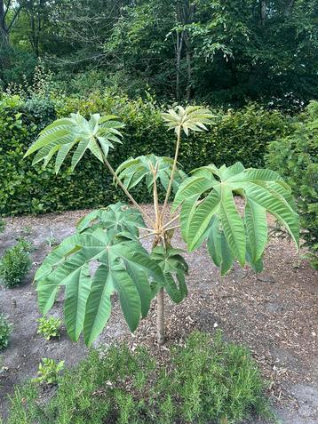 Tetrapanax papyrifer – exotische blikvanger met reuzenblad beschikbaar voor biedingen
