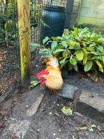 Chabo haan gratis af te halen, Dieren en Toebehoren, Pluimvee, Mannelijk, Kip