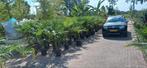 Trachycarpus fortunei 170 hoog 40 euro, Tuin en Terras, Vaste plant, Halfschaduw, Lente, Ophalen