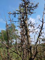 Perenbomen diverse soorten, Tuin en Terras, Planten | Bomen, Overige soorten, Lente, 250 tot 400 cm, Ophalen