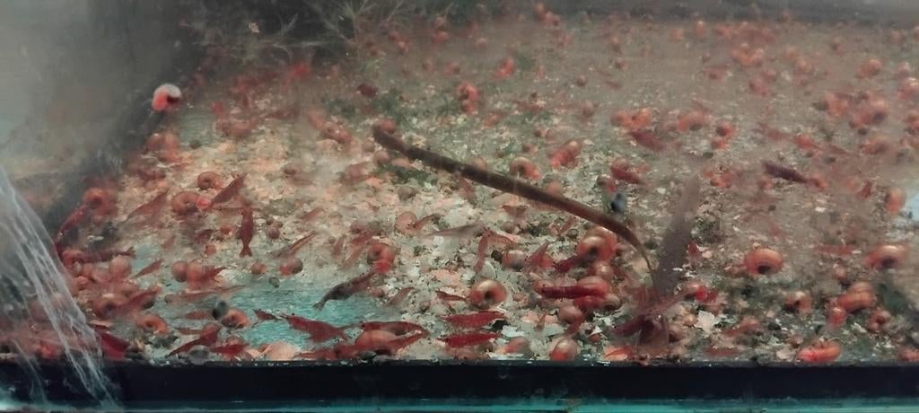 Red Cherry Garnale, Ophalen of Verzenden, Nieuw, Plant(en), Steen of Hout