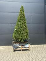 Te koop taxus kegels 3 meter hoog 2 keer, Bloeit niet, Halfschaduw, Overige soorten, 250 tot 400 cm