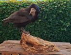 opgezette vogel, Ophalen of Verzenden, Zo goed als nieuw, Vogel, Opgezet dier