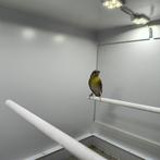 citroenborst edelzanger, Mannelijk