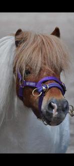 Monty Roberts halster, Ophalen of Verzenden, Overige soorten