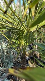 Palmen trachycarpus grote kluit goed vertakt winterhard, Vaste plant, Bloeit niet, Halfschaduw, Ophalen