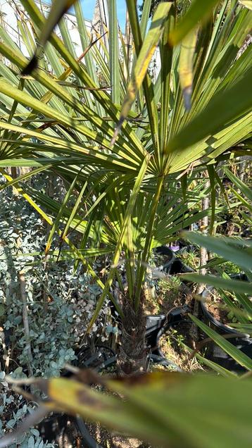 Palmen trachycarpus grote kluit goed vertakt winterhard beschikbaar voor biedingen