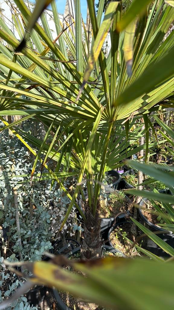 Palmen trachycarpus grote kluit goed vertakt winterhard, Tuin en Terras, Planten | Tuinplanten, Vaste plant, Overige soorten, Halfschaduw
