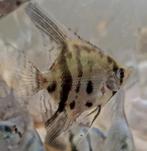 1 x jonge zebra maanvis €3.50, Dieren en Toebehoren, Vissen | Aquariumvissen, Vis, Zoetwatervis