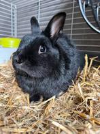 Lief dwergkonijntje zoekt nieuw huisje, Dieren en Toebehoren, Mannelijk