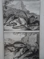 etsen tropische vissen nr 8 met krab, Indonesië Elliger 1724, Antiek en Kunst, Kunst | Etsen en Gravures, Verzenden