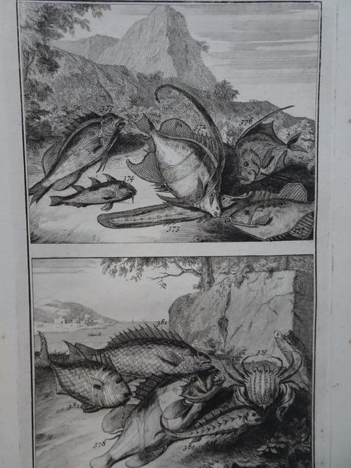 etsen tropische vissen nr 8 met krab, Indonesië Elliger 1724, Antiek en Kunst, Kunst | Etsen en Gravures, Verzenden