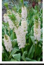 Eucomis pole-evansii, kuiflelie wit /ananas plant, Ophalen