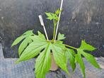 Neoachmandra Japonica. Nog 2 st, Ophalen, Overige soorten, Halfschaduw