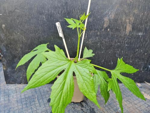 Neoachmandra Japonica. Nog 2 st, Tuin en Terras, Planten | Tuinplanten, Overige soorten, Halfschaduw, Ophalen