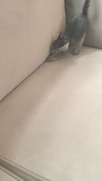 kitten, Dieren en Toebehoren, Katten en Kittens | Overige Katten, Kater, Kortharig, 0 tot 2 jaar
