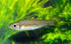 Hobbyaquarium Oogvlekrasbora +4cm Zondag 12 okt op=op, Vis, Zoetwatervis, Schoolvis