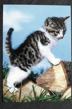 Spelende jonge poes, Verzenden, 1960 tot 1980, Ongelopen, Hond of Kat