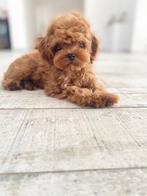 Exclusieve Maltipoo F1 pup ( Maltezer/Azian Toy Poedel ), Dieren en Toebehoren, Honden | Chihuahua's en Gezelschapshonden, Particulier