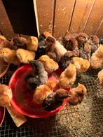 Kuikens pas uit het ei, Dieren en Toebehoren, Pluimvee, Kip