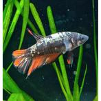 Betta splendens vrouw, Dieren en Toebehoren, Vissen | Aquariumvissen, Vis