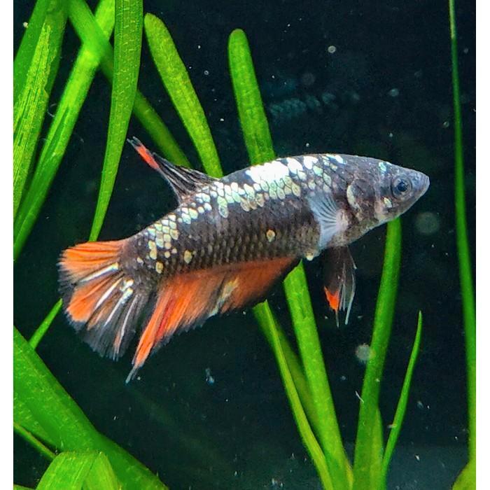 Betta splendens vrouw, Dieren en Toebehoren, Vissen | Aquariumvissen, Vis