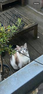 Knuffelkat zoekt nieuwe liefde, Dieren en Toebehoren, Katten en Kittens | Overige Katten, Poes