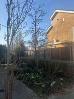 Mooie oude perenboom., Tuin en Terras, Planten | Bomen, Ophalen of Verzenden, Halfschaduw, Overige soorten