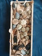 N.h.kust assortie  op blad van 46cm.zie alle fotos, Ophalen, Schelp(en)