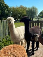 Alpaca Merrie, Dieren en Toebehoren, Overige Dieren, Vrouwelijk, Voor 1 juli 2024