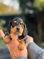 Langharige dwerg teckel reutje 1500€, Dieren en Toebehoren, Honden | Teckels en Dashonden, Nederland, 8 tot 15 weken, Dwerg, Langhaar