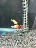 Aquariumvissen, Vis