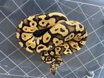 Ball Python Firefly 50% het Pied, Dieren en Toebehoren, Reptielen en Amfibieën, Slang, 0 tot 2 jaar