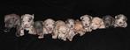 Bully XL pups, Dieren en Toebehoren, 8 tot 15 weken, Meerdere, Meerdere dieren, Nederland