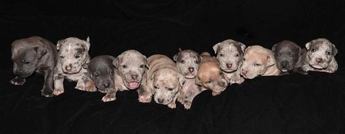 Bully XL pups, Dieren en Toebehoren, Honden | Jack Russells en Terriërs, Meerdere dieren, Particulier, Meerdere, Nederland, 8 tot 15 weken