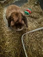 Lieve senior konijn op zoek naar een warm mandje ️, Dieren en Toebehoren, Konijnen, Vrouwelijk