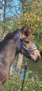 Hengstveulen van eind maart25, Dieren en Toebehoren, Paarden, Niet van toepassing, Hengst, 165 tot 170 cm, Gechipt