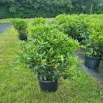 Rhododendron Cunningham's White Wit 80-100, Tuin en Terras, Planten | Struiken en Hagen, Ophalen of Verzenden, Rhododendron, Struik